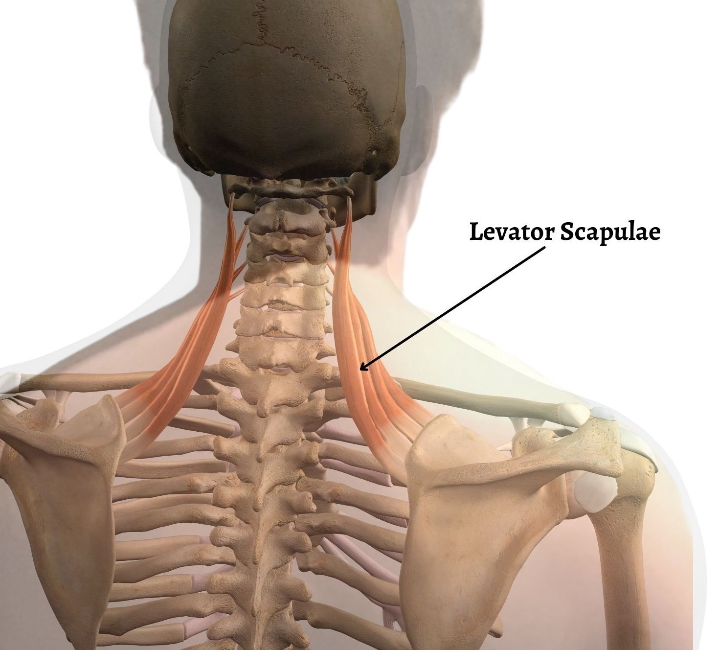 Levator+Scapulae